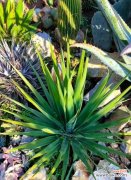 加纳利花象征着什么？如何理解加纳利花的寓意？