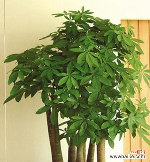 翡翠发财花语是什么?如何解读翡翠发财的深层含义?