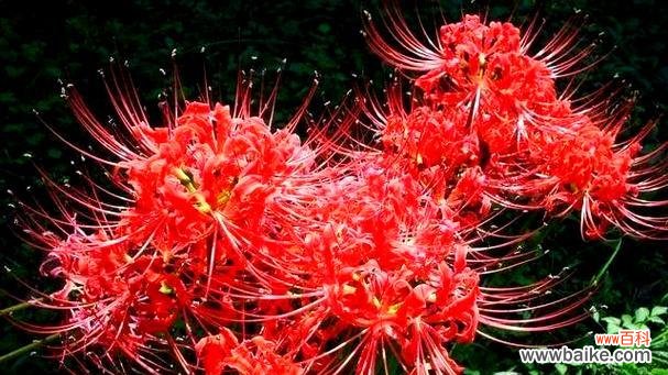 象征死亡的红色花是什么花?这种花的含义和用途有哪些?