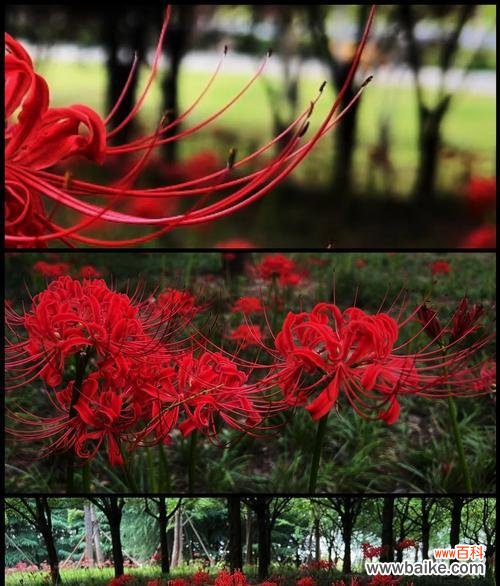 象征死亡的红色花是什么花?这种花的含义和用途有哪些?