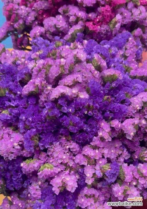 勿忘我花语代表什么？它的含义有哪些？