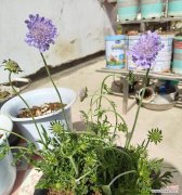 勿忘我花语代表什么？它的含义有哪些？