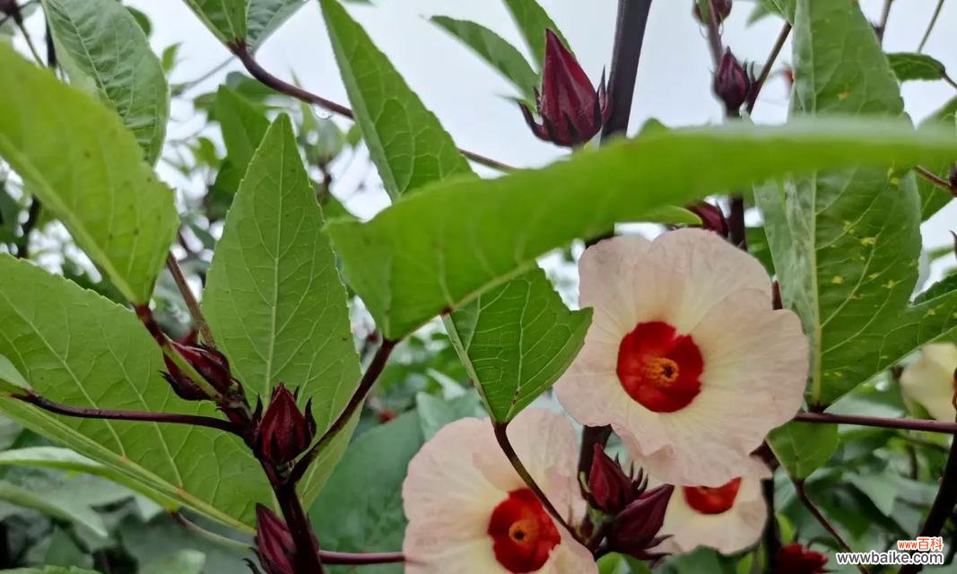 洛神花送朋友代表什么？洛神花的寓意和象征是什么？