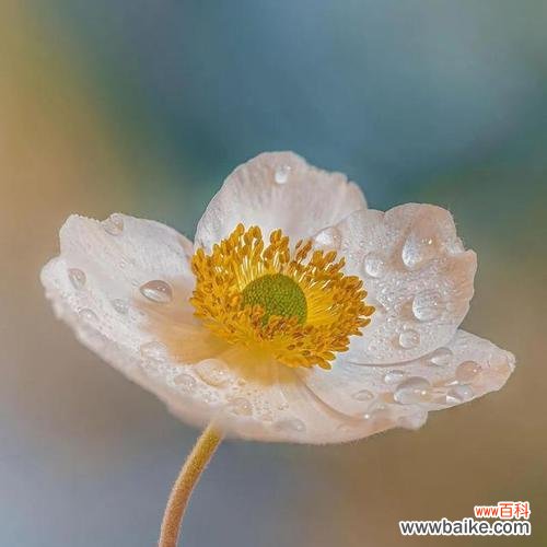 象征着傲娇的花是什么花?这种花的花语和特点是什么?