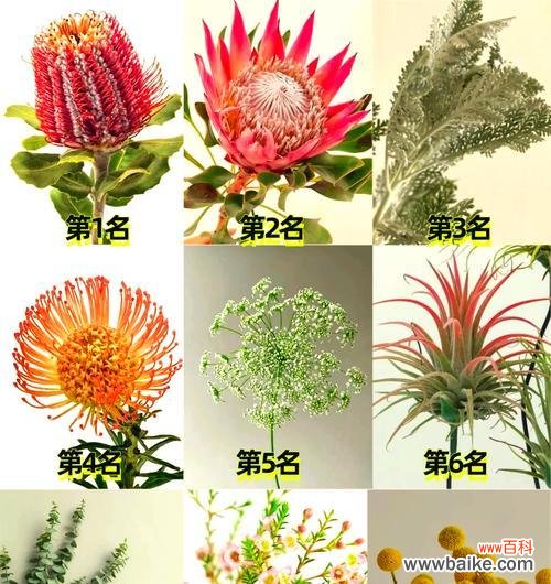 象征着傲娇的花是什么花?这种花的花语和特点是什么?