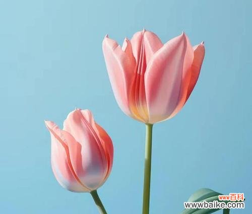 象征对父母爱的花有哪些?哪种花最能表达对父母的爱?