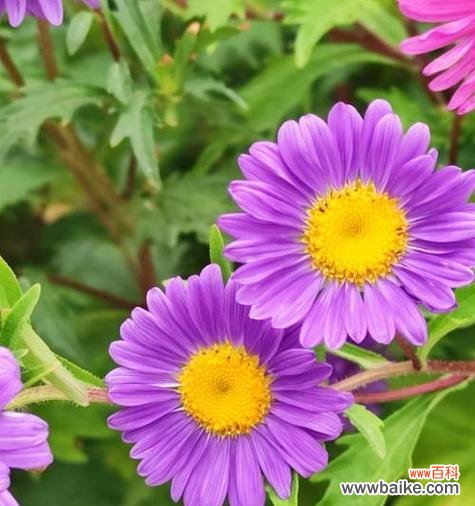 紫色花材代表什么？紫色花材的象征意义有哪些？