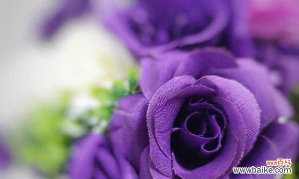 紫色花材代表什么？紫色花材的象征意义有哪些？