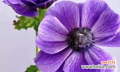 紫色花材代表什么？紫色花材的象征意义有哪些？