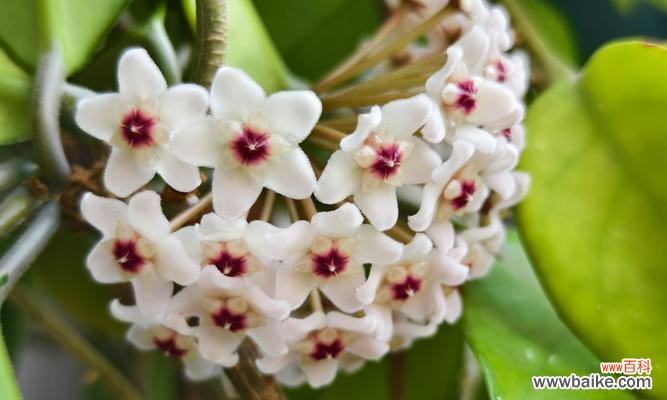 掉落的花寓意什么?花语背后隐藏的含义是什么?