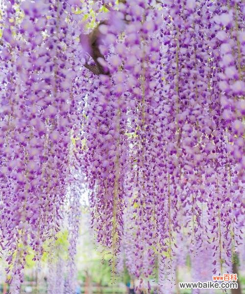 象征亲情姐妹情谊的花是什么花?如何用花表达姐妹间的情感?