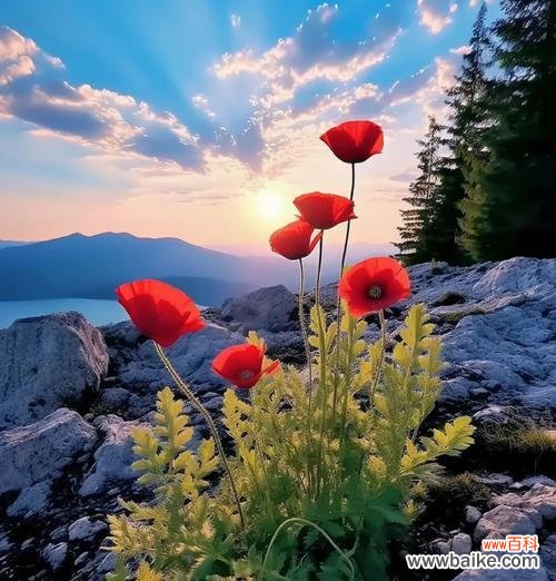 象征亲情姐妹情谊的花是什么花?如何用花表达姐妹间的情感?