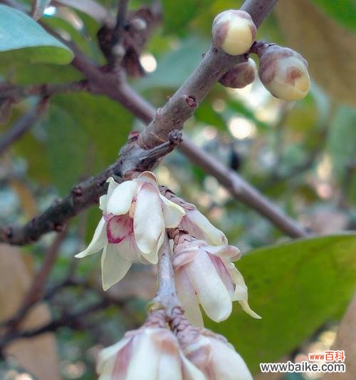 象征在困难中生长的花是什么花?有哪些花在逆境中绽放?