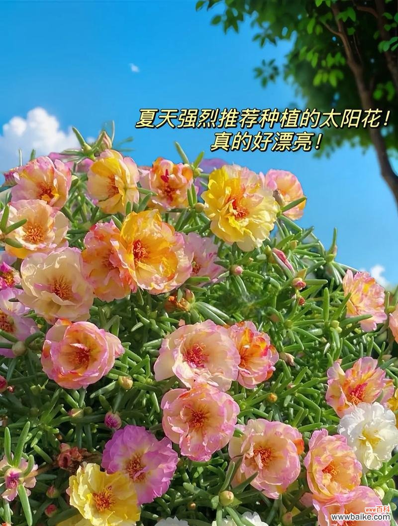 太阳花的寓意是什么？如何正确理解太阳花的象征意义？