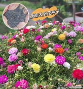 太阳花的寓意是什么？如何正确理解太阳花的象征意义？