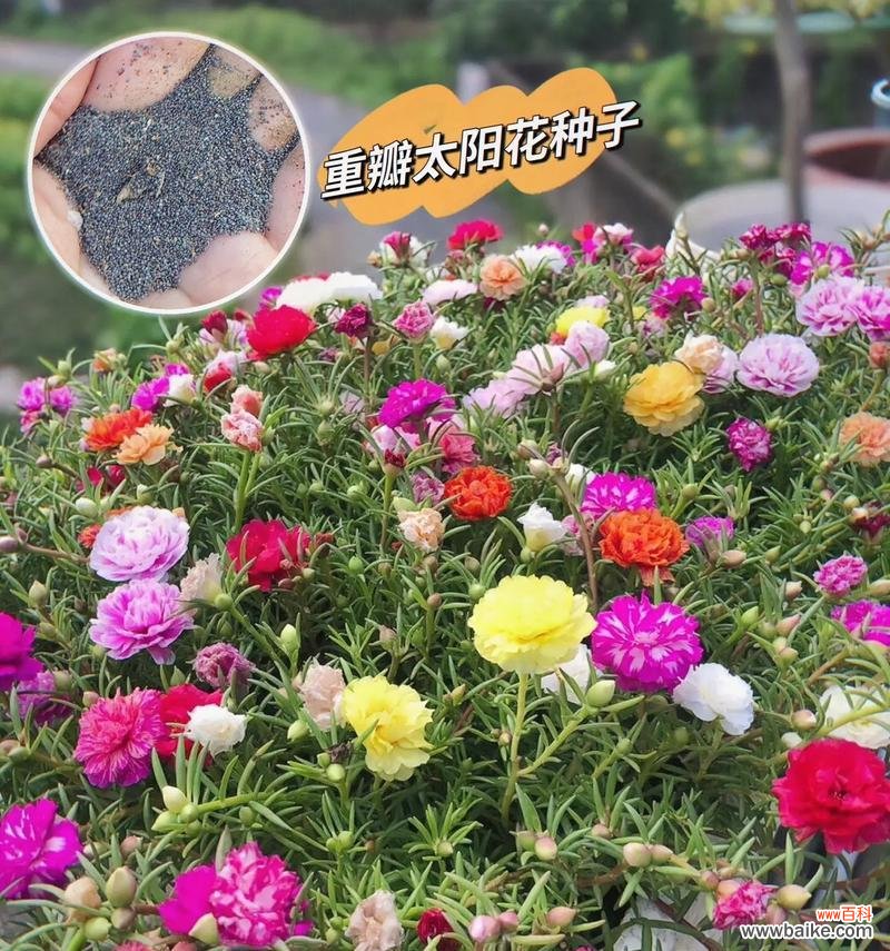 太阳花的寓意是什么？如何正确理解太阳花的象征意义？