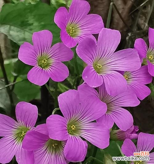 红浆果花象征着什么？它的寓意有哪些？