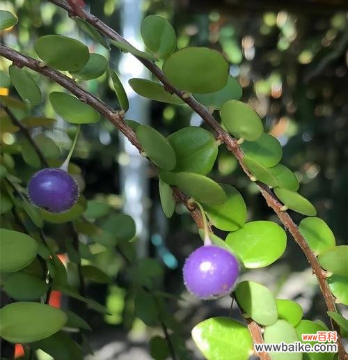 红浆果花象征着什么？它的寓意有哪些？