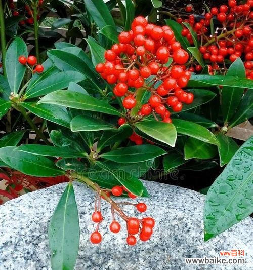 红浆果花象征着什么？它的寓意有哪些？