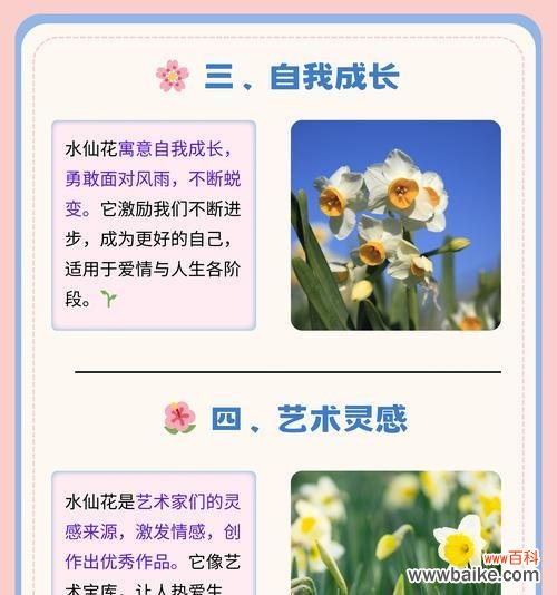 水仙花语代表什么含义？如何正确解读水仙的花语？