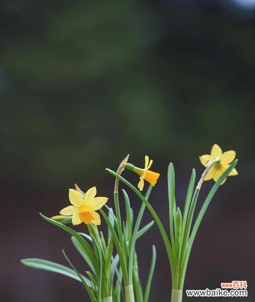 水仙花语代表什么含义？如何正确解读水仙的花语？
