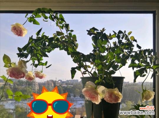 了解月季春化的作用、方法和注意事项 月季春化的全过程及影响因素