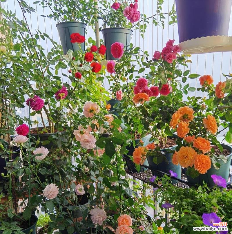 了解月季春化的作用、方法和注意事项 月季春化的全过程及影响因素