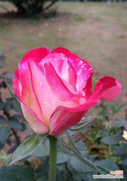 探索月季花的开放时间和象征意义，解读花语 月季花的开放时机及花语解读