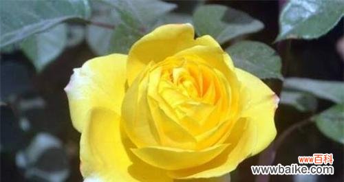 探索月季花的深层含义与象征 月季花的花语与寓意