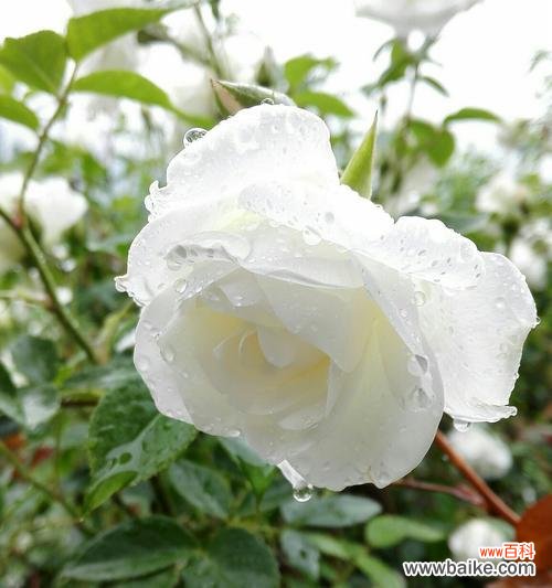 探寻不同颜色月季花的花语之美 多彩月季花开,花语传情