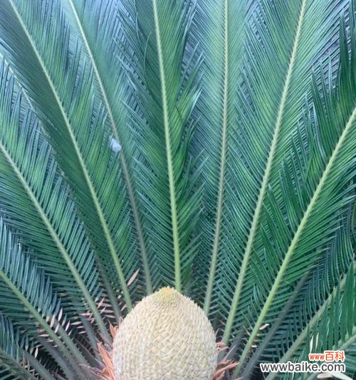 如何引发铁树开花，开花代表着什么？ 铁树开花之奇迹与象征