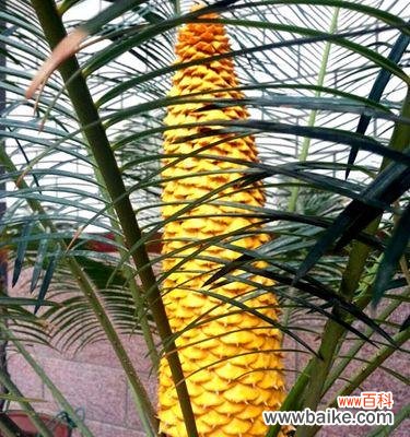 如何引发铁树开花，开花代表着什么？ 铁树开花之奇迹与象征