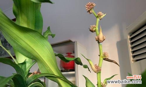 如何引发铁树开花，开花代表着什么？ 铁树开花之奇迹与象征