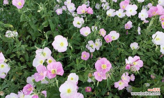 传承千年的神秘传说和深邃花语,揭开月见草的神奇之谜 月见草