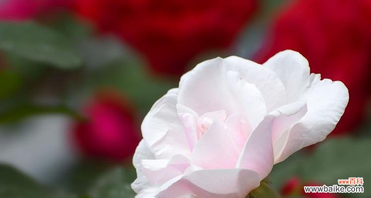 探索月季花语的世界，感受花朵的隐含意义 月季花语