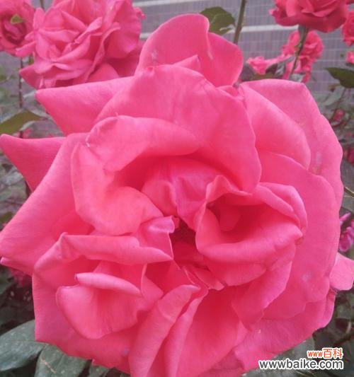 探索月季花语的世界，感受花朵的隐含意义 月季花语