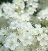 探秘珍珠梅花的神奇语言，领略其独特魅力 珍珠梅的花语与美丽意象