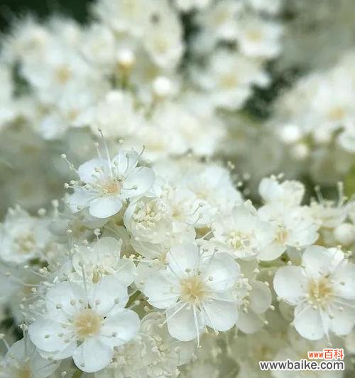 探秘珍珠梅花的神奇语言,领略其独特魅力 珍珠梅的花语与美丽意象