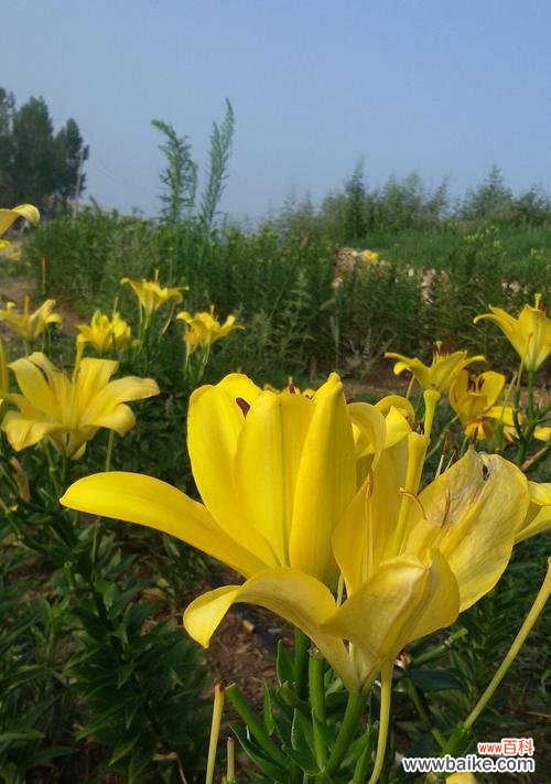探索友谊花语的奥秘，让友谊更加绚丽多彩 五种花代表友谊，你知道吗？