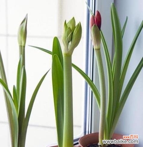 古老而迷人的花朵,传递着爱、热情和希望的信息 朱顶红花语与传说