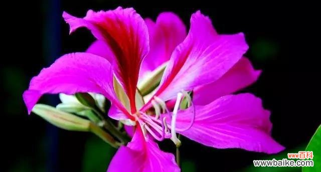 珠海市花的象征意义与文化传承 珠海市的市花——红蓼花