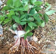 探寻重楼花的浪漫意义与美丽故事 重楼花语