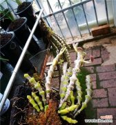 探索以肿节石斛的神秘语言 以肿节石斛的花语与含义