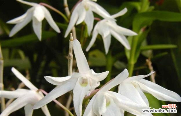 探索以肿节石斛的神秘语言 以肿节石斛的花语与含义