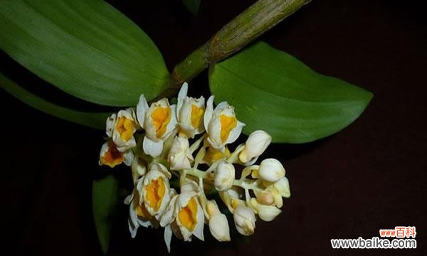 探索以肿节石斛的神秘语言 以肿节石斛的花语与含义