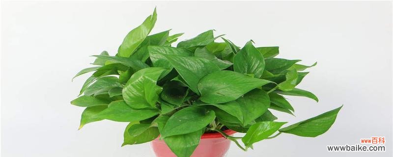 财富的源泉 植物中的财富象征——探寻象征财富的植物世界