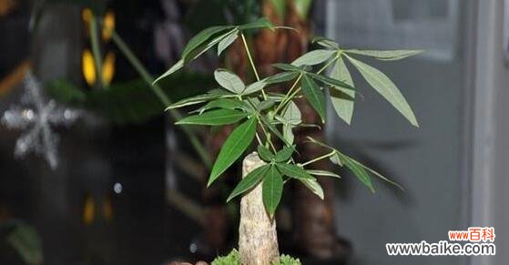 带你探寻幸福之源 招财进宝，财运亨通的15种植物