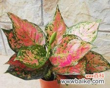 寓意长寿吉祥的传统植物及其文化背景 象征长寿吉祥如意的植物