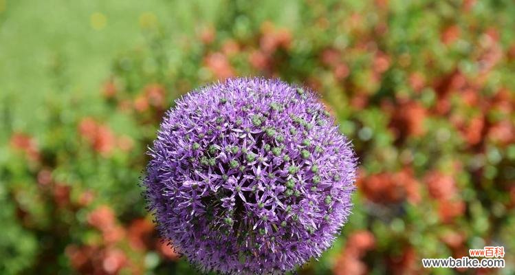 探寻春天花卉的美丽和生机 春天的花与绿