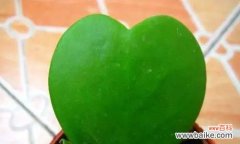 探索象征纯洁爱情的植物世界 植物的纯洁爱情